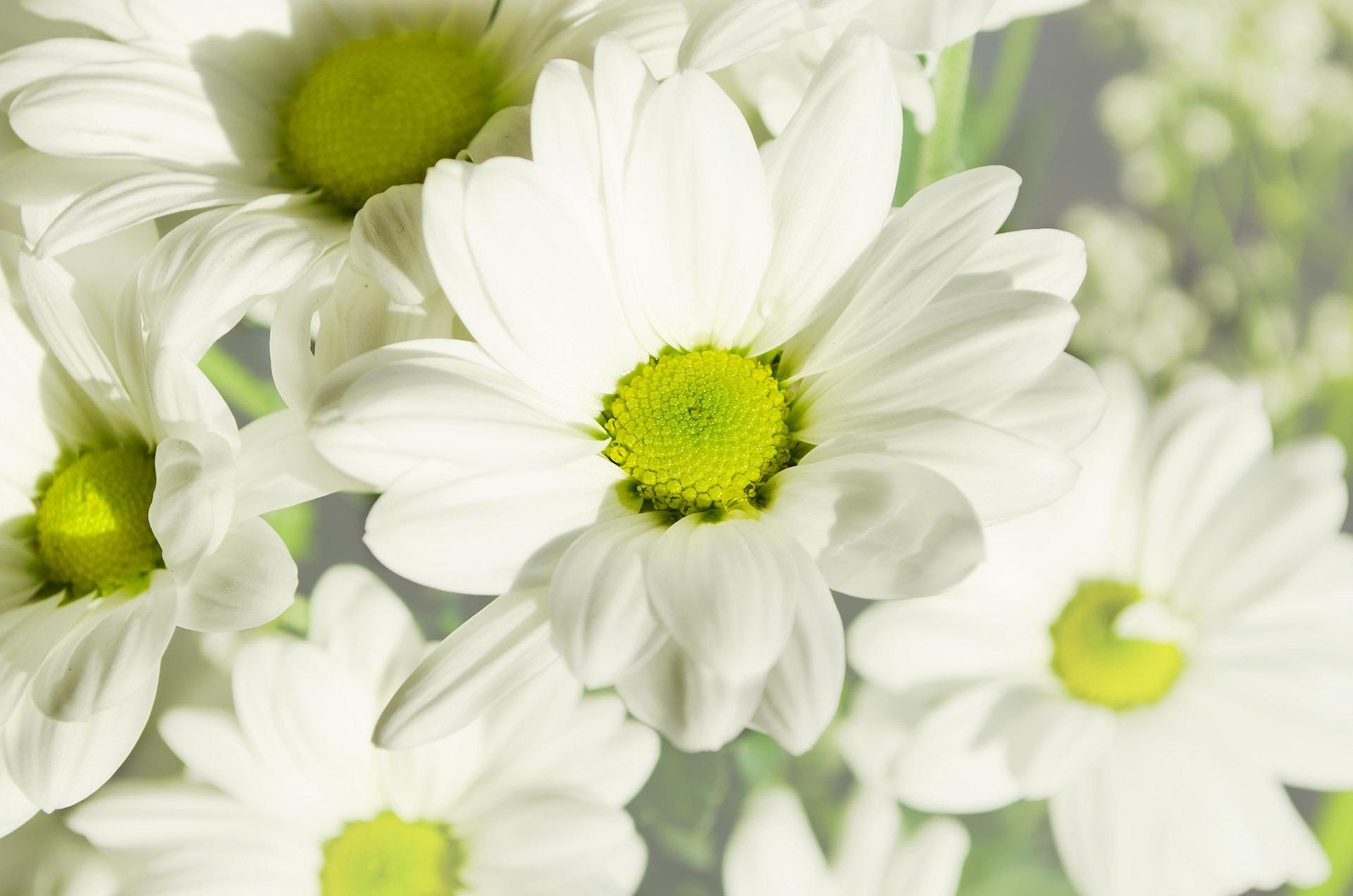 Hero flower background